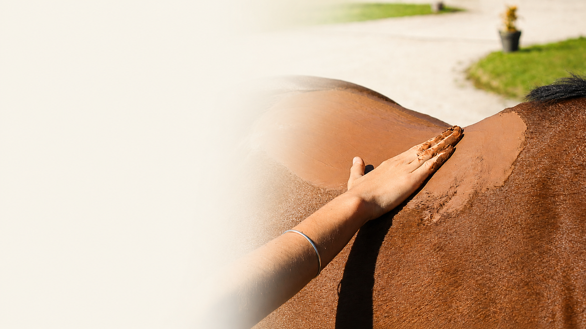 Application d’argile rouge sur le dos d’un cheval