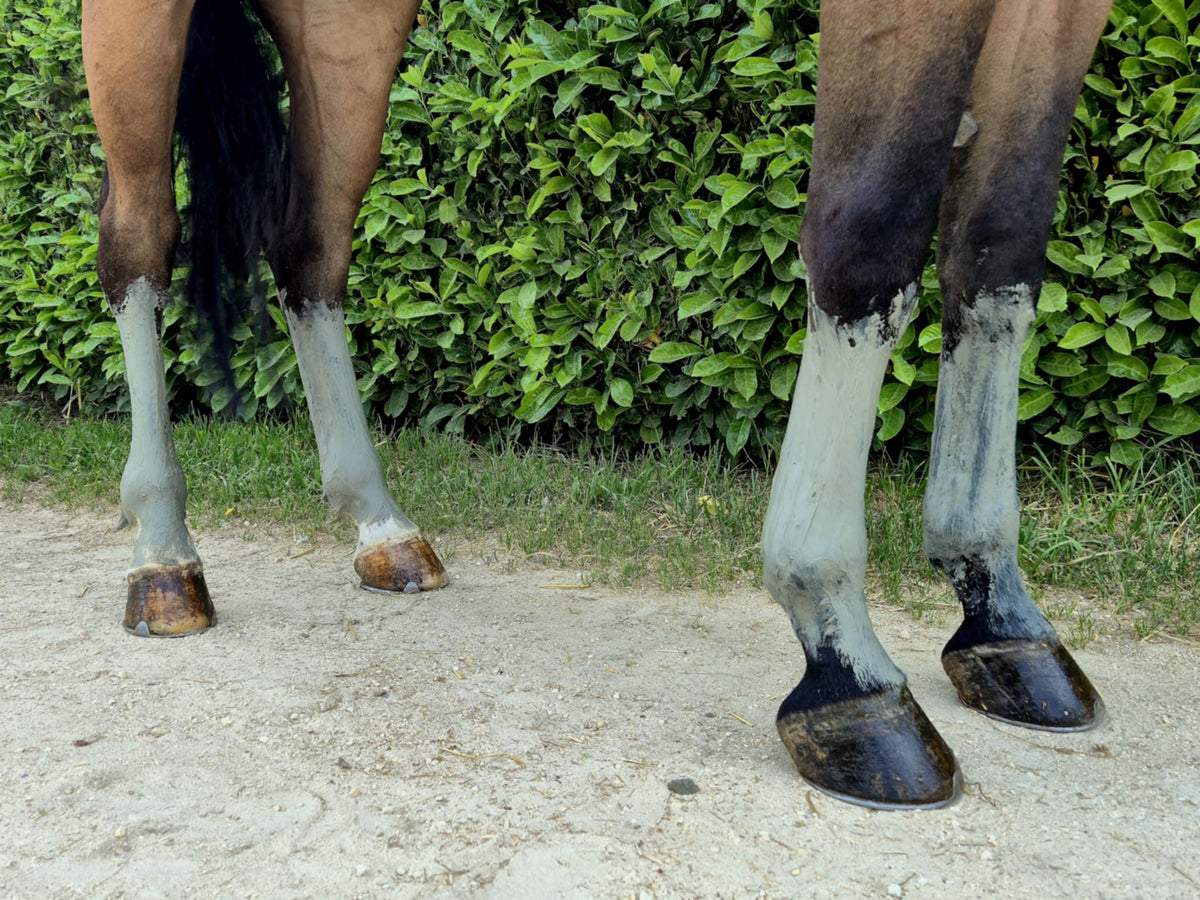 argile verte drainante sur les membres d'un cheval