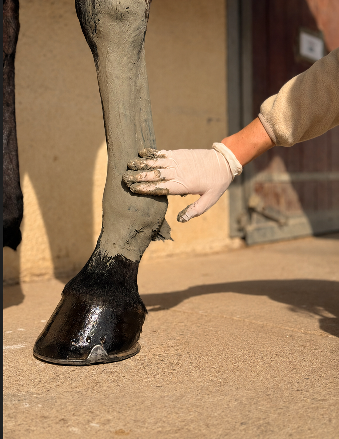 argile verte sur les membres du cheval
